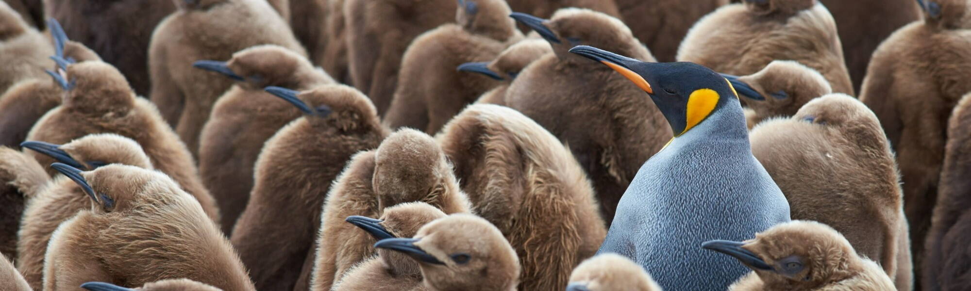 Stand Out from Crowd - King Penguin